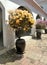 Bright colourful Bougainvillea in sun light