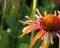 A bright, colourful echinacea \\\