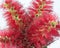 Bright colourful macro display of Red Bottlebrush Flowers