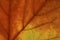 Bright colours autumn maple  leaf macro