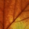 Bright colours autumn maple  leaf macro