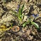 Bright compass lies on the ground in the forest next to grow beautiful snowdrops