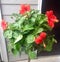 Bright coral hibiscus tropical patio plant