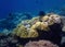 Bright Coral Reef with Black Crinoid Feather Star and Blue Background