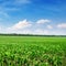 Bright corn field