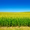 Bright corn field with ripe ears corn