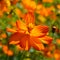 Bright corolla flower petals around the pistil and stamens.