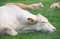 a bright cow lies in the green grass. The cow is tired and exhausted, she is resting. The head rests on the field