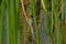 Bright crescent bluet damselfly hiding in the reed