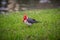 Bright Crimson Cardinal Isolated on grass background