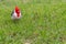 Bright Crimson Cardinal Isolated on grass background