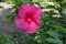 Bright crimson flower of Hibiscus moscheutos