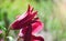 Bright crimson lily flower in the garden.