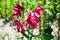 Bright crimson lily flower in the garden.