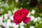 Bright crimson Ranunculus asiaticus flower