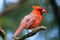 Bright crimson red common or northern cardinal male in side view sitting on a branch