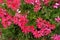 Bright crimson red flowers of ivy-leaved geranium