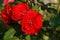 Bright crimson red roses of the `Lilli Marleen` Bush Rose variety in the garden