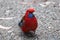 Bright Crimson Rosella bird close up. Motion blur
