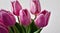 Bright crimson tulip flower with closed buds and green leaves.