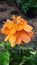 Bright Crossandra flower