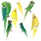 Bright cute beautiful jungle lovely yellow and green parrots watercolor