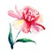 Bright cute lovely beautiful wonderful spring floral herbal pink and red peony isolated watercolor hand illustration