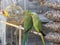 Bright, cute parrots. Close-up, outdoor. Day light