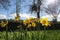 Bright Daffodils with sky background