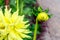 bright dahlia bud in yellow with green garden