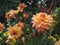 Bright Dahlia cactus `Garden Party` in orange color in summer