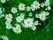 Bright daisies on green grass.