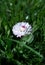 A bright Daisy in the lush spring grass