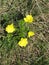 Bright Daisy. White petal. Beautiful flower. Wonderful field plant