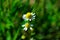 Bright Daisy. White petal. Beautiful flower. Wonderful field plant