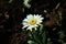 Bright Daisy. White petal. Beautiful flower. Wonderful field plant