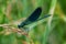 Bright damselfly sits on a stalk by the river