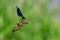 Bright damselfly sits on a stalk by the river