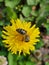 Bright Dandelion with Bee Friend