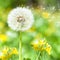 Bright dandelion with flying seeds