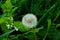 Bright dandelion. White petal. Beautiful flower. Wonderful field plant