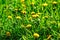 Bright dandelions on the green lawn, spring Sunny day