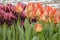 Bright dark red and orange tulips with torn petals