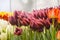 Bright dark red tulips  many  multicolored beautiful  flowers pink