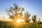 Bright dawn in the wild in nature. Landscape of trees on summer meadow in the sunlight. Sun shining on grass.