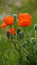 A bright decoration of the fields is a poppy flower