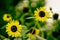 Bright decorative golden yellow sunflowers in field with bees , summer sunny day