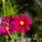 Bright deep pink Cosmea Cosmos flower blooms in the garden - image
