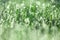 Bright defocused background with green grass