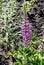 Bright, delicate, beautiful purple lupines in the garden